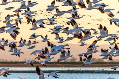 El apuro y la recurrencia de los viajes migratorios acortan la vida de los animales