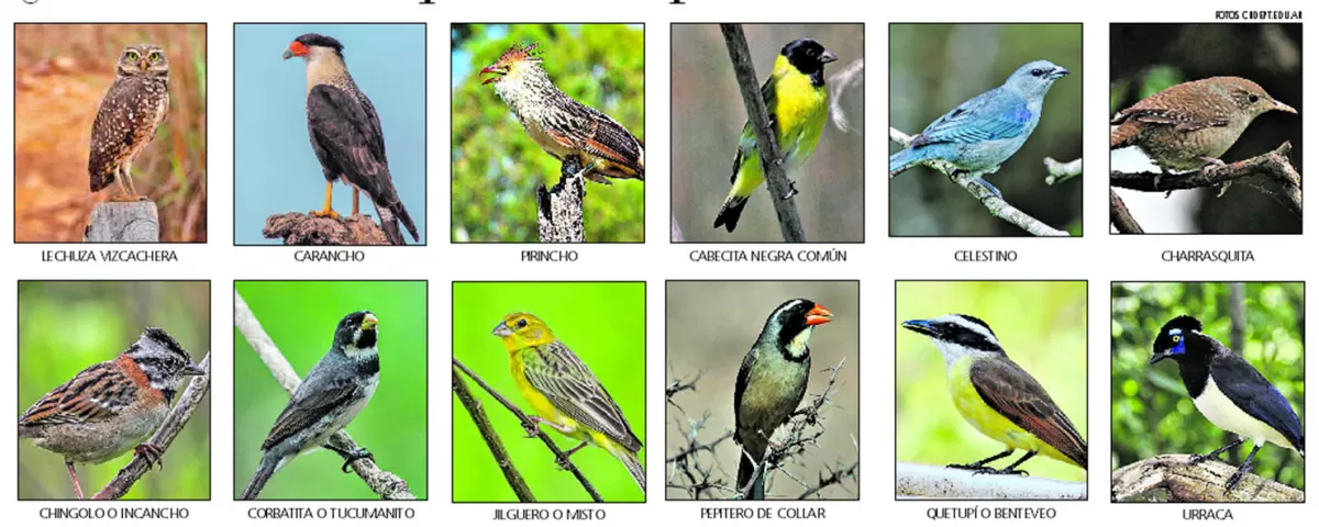 ¿Querés votar qué ave representará a Tucumán?