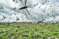 Lucha contra la langosta: el Senasa NOA-Sur destacó la tarea de su personal y de los productores 