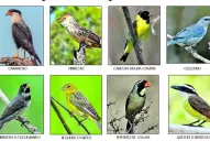 ¿Querés votar qué ave representará a Tucumán?