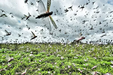 Lucha contra la langosta: el Senasa NOA-Sur destacó la tarea de su personal y de los productores