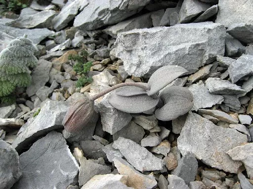 FRITILLARIA DELAVAYI. La planta vive en laderas rocosas de China. 