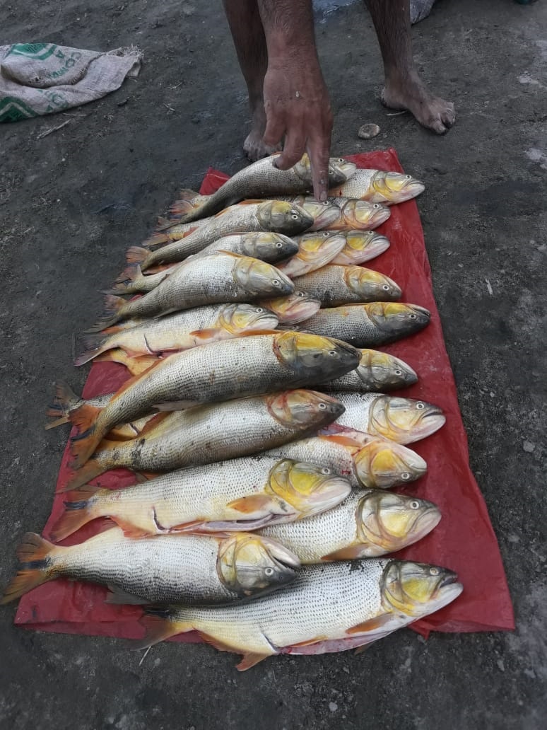DAÑO. Los dorados capturados por los pescadores furtivos. 