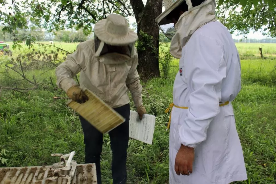 TRABAJO EN UNO DE LOS APIARIOS. Dos miembros del equipo, con sus elementos de protección, realizan ensayos y mediciones en una colmena.  