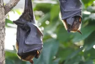 ¿Las heces de animales pueden traer enfermedades peligrosas?