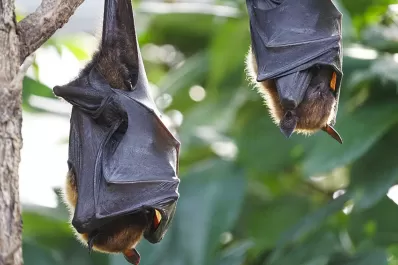 ¿Las heces de animales pueden traer enfermedades peligrosas?