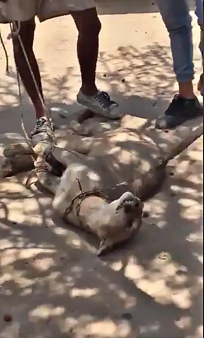 “¡Hormigas de tres centímetros en Tucumán!”: las reinas salieron de los nidos