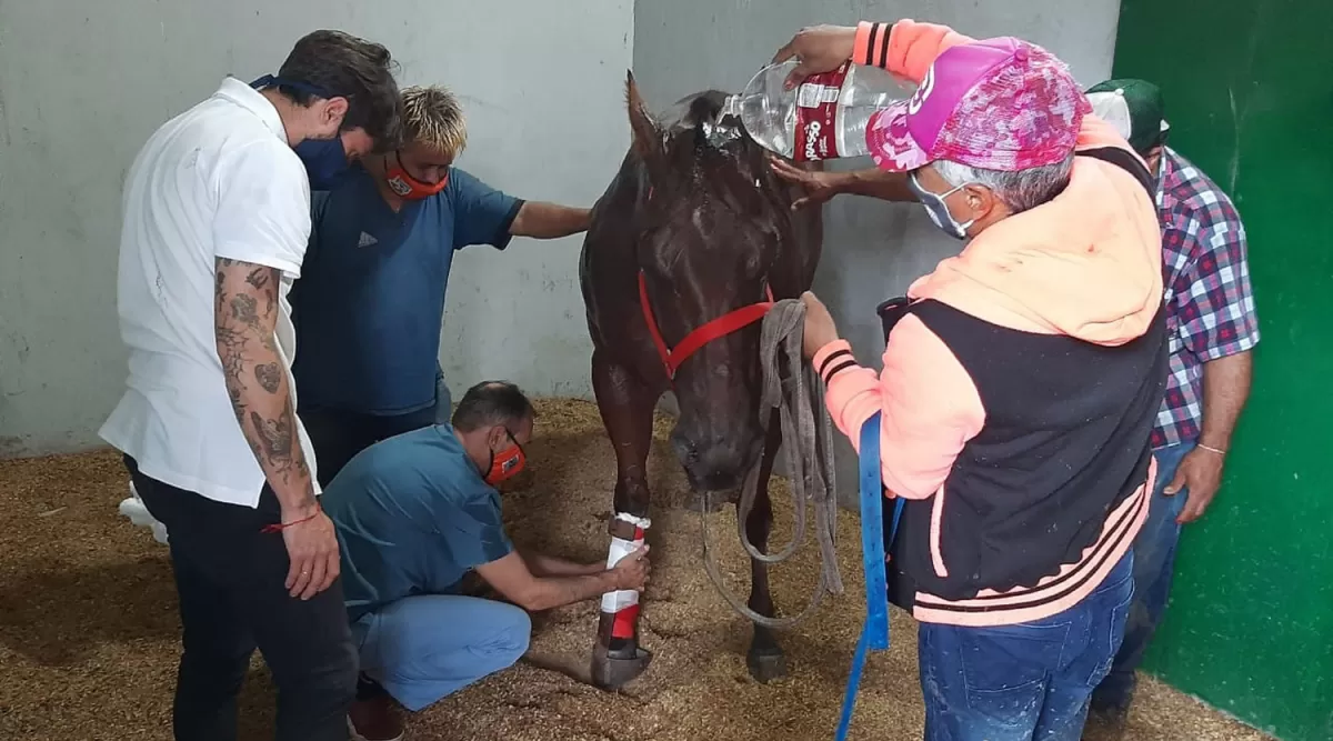 LESIONADA. El veterinario Gustavo Anan le inmoviliza la zona lesionada a la potranca ER Rocio’s First, que fue la ganadora del clásico para cuartos de milla.