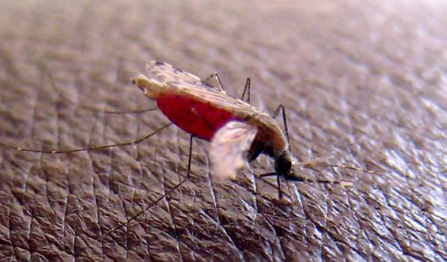 La otra epidemia: la Cifra de muertes por malaria superará a la de covid-19 en el África subsahariana