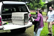 Los fines de semana aumentan las denuncias sobre animales en cautiverio clandestino