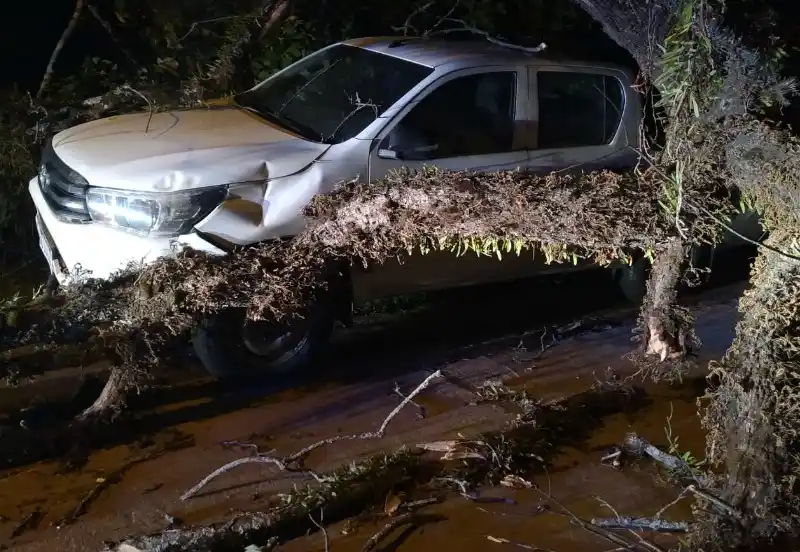 TEMPORAL. En Darwin y Cariola un ejemplar aplastó una camioneta.