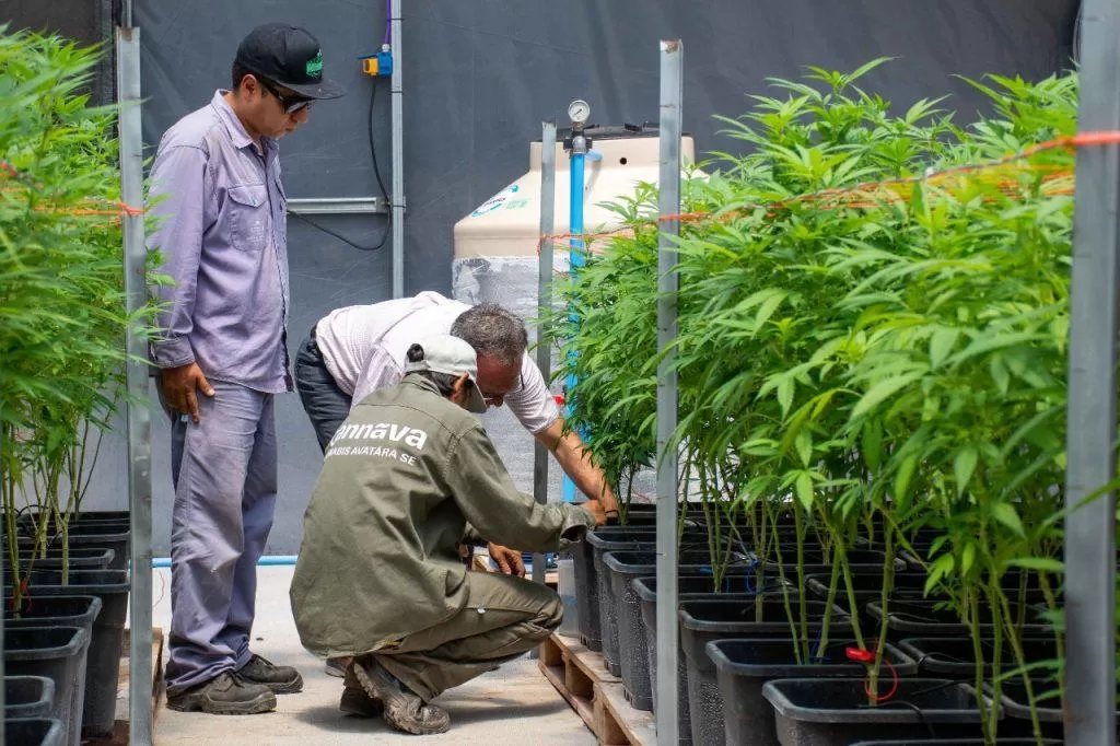 Jujuy inauguró su laboratorio y comenzó a producir aceite de cannabis 