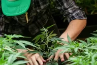 Chubut aprobó el cultivo y producción de cannabis para uso terapéutico