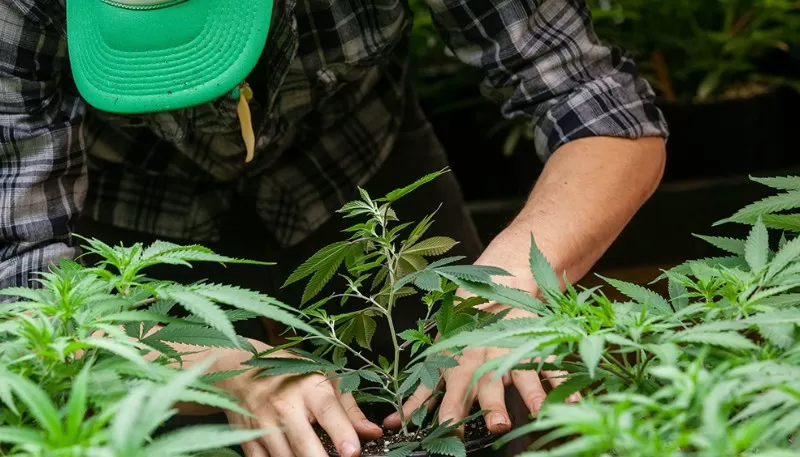 Chubut aprobó el cultivo y producción de cannabis para uso terapéutico
