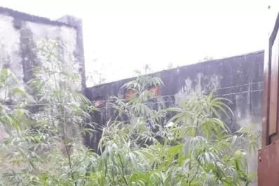 Villa Belgrano: tenía armas y plantines