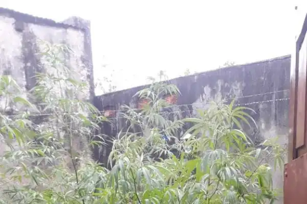 Villa Belgrano: tenía armas y plantines