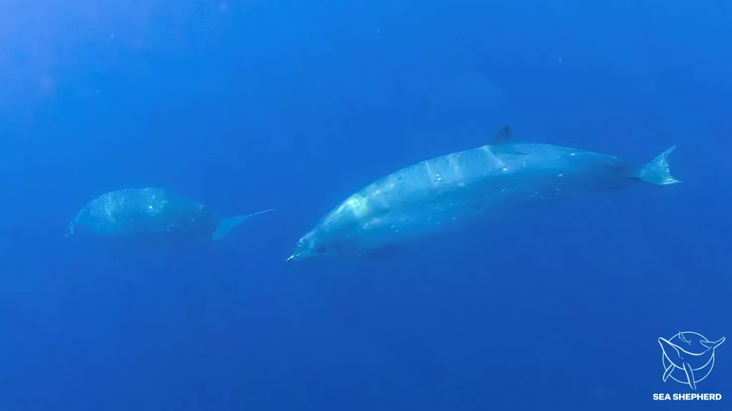 ¿UNA NUEVA ESPECIE?. Los estudios de ADN determinarán si es una ballena hasta ahora desconocida.