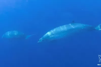 Investigadores creen haber hallado una nueva especie de ballena