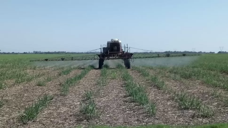 POSITIVO. La cobertura con RAC reduce la población de malezas en el lote.  