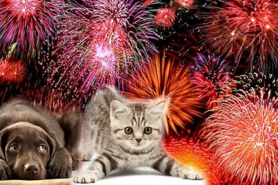 Cuáles son los fuegos artificiales amigables con las mascotas