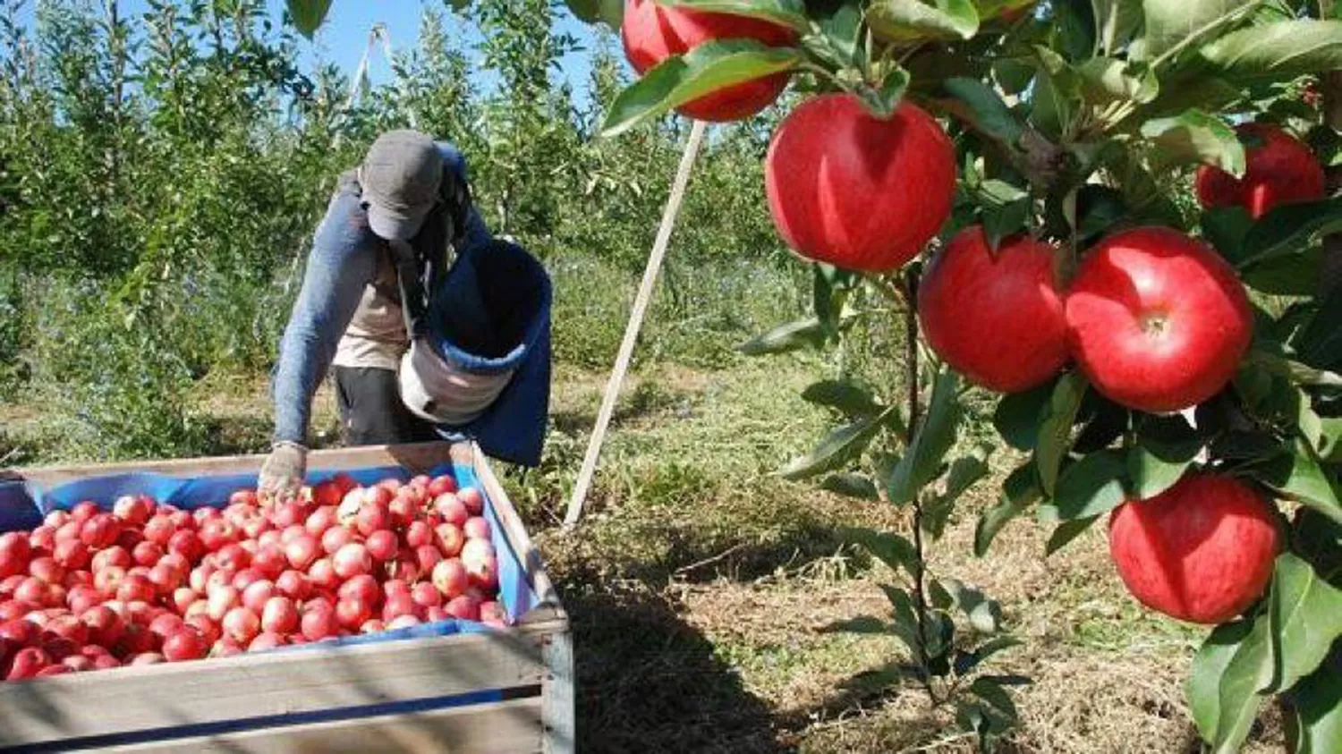 Trabajadores golondrina: cómo será el protocolo de control de covid-19 