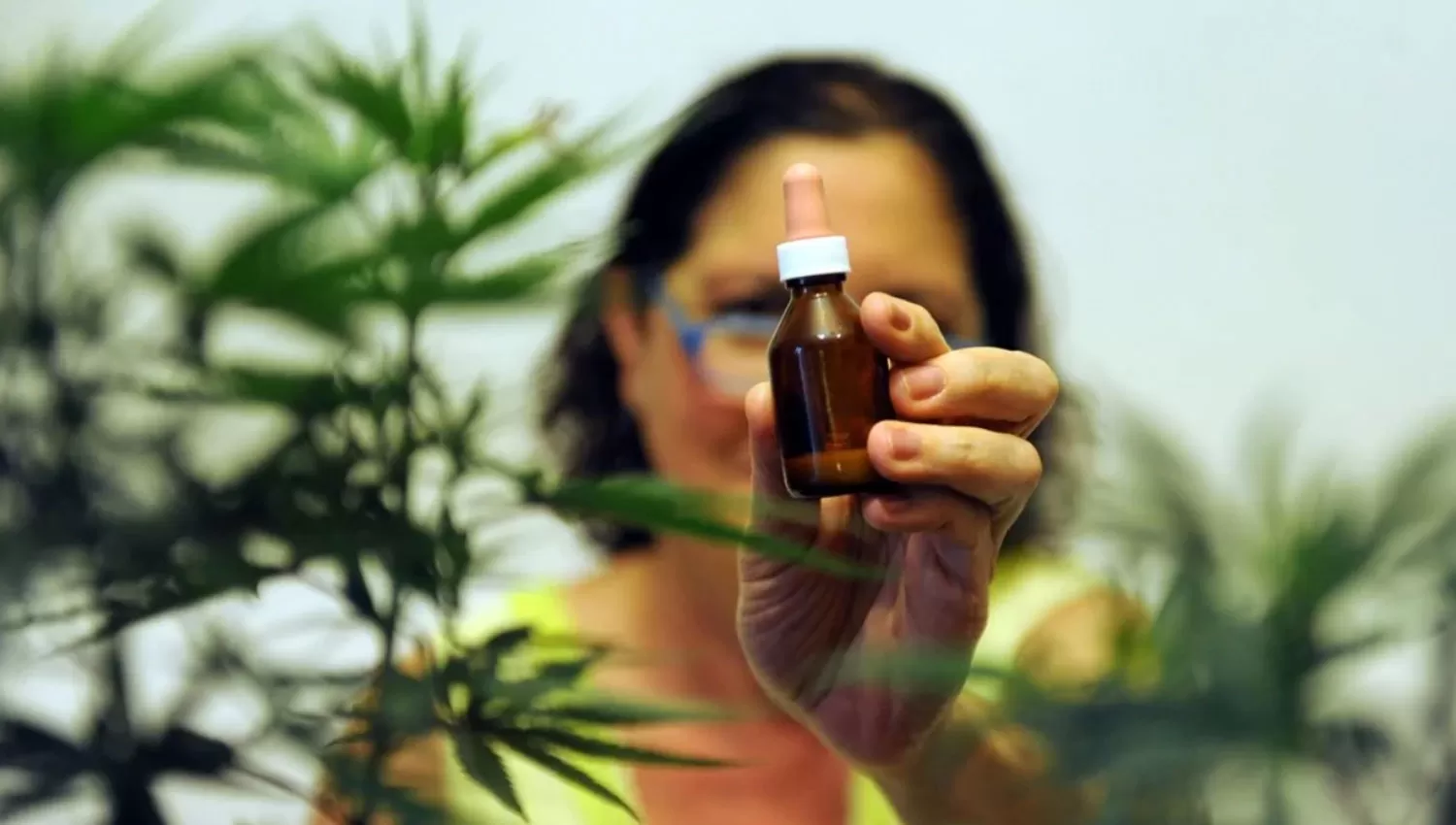 SALUD PÚBLICA. El aceite de cannabis deberá ser suministrado por los hospitales bonaerenses.