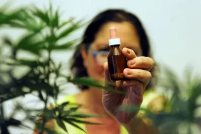 Avanzan los acuerdos para producir cannabis medicinal en el país