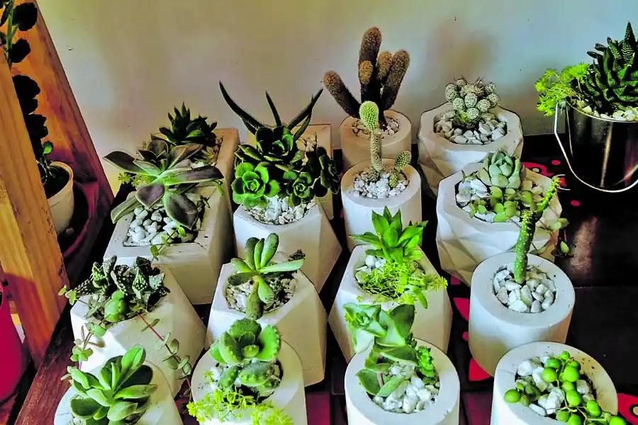 GEOMÉTRICAS. Macetas ideales para la casa o la oficina, dice Eugenia Gao.