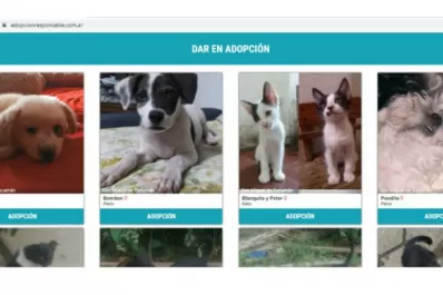 Adopción responsable: crean una web tucumana para encontrar animales abandonados