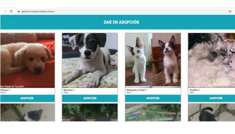 Adopción responsable: crean una web tucumana para encontrar animales abandonados
