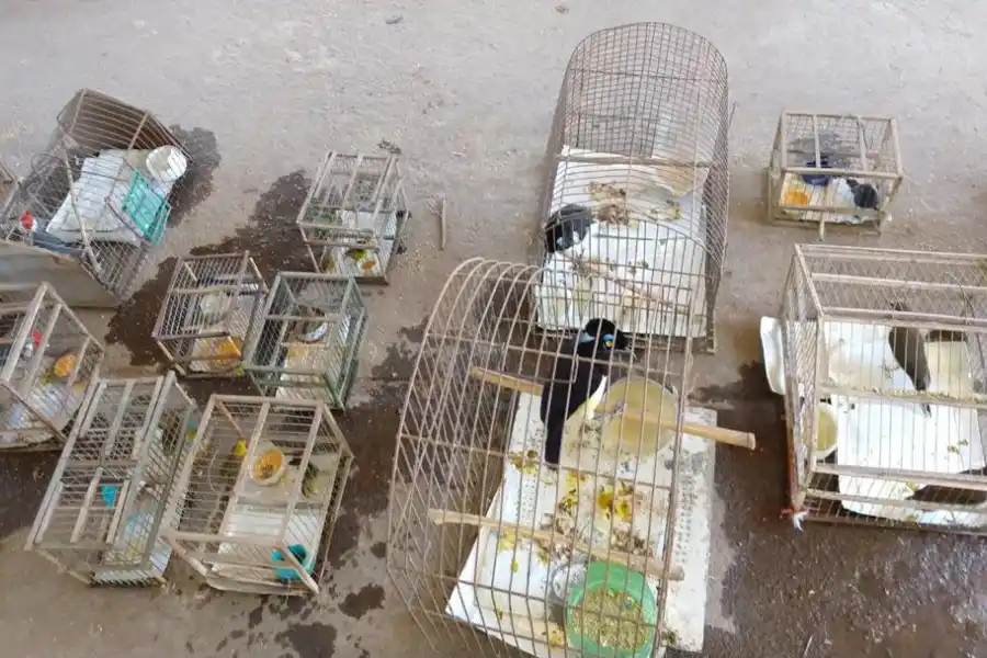 Rescataron un zorro y aves cautivas, en Bella Vista