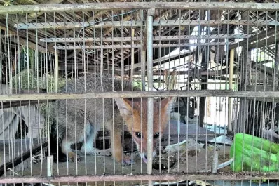 Maltrato a los animales: liberaron a un zorro y a 15 aves