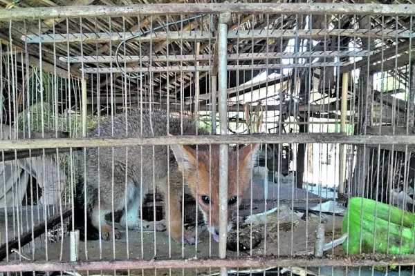 Maltrato a los animales: liberaron a un zorro y a 15 aves