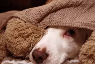 Por los estruendos de la pirotecnia, las mascotas sienten que se pueden morir