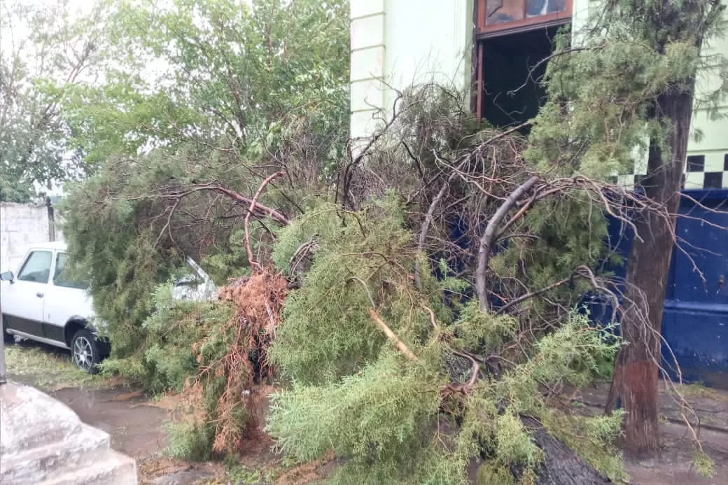 FUERA DE LA COMISARÍA. El viento tumbó un árbol junto a la dependencia policial de Los Ralos. Foto: LG WhatsApp