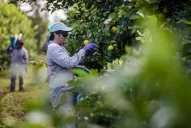 Pandemia: otra crisis que el productor piloteó