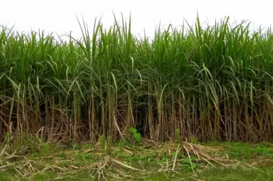 La sequía y la quema afectarán la producción de caña de azúcar en Tucumán