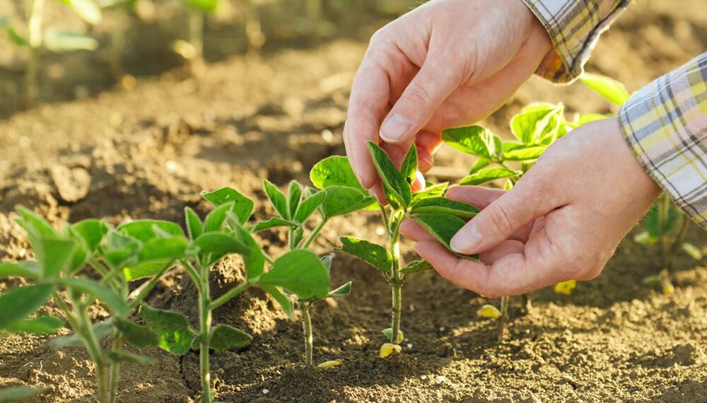 They advise applying foliar fertilizers after a rain