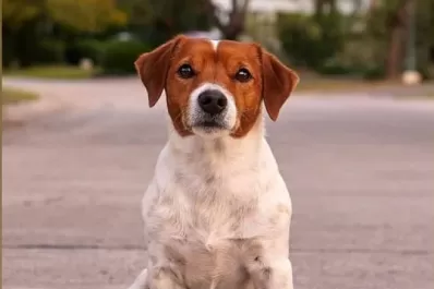 Una tucumana relevó unas 200 mascotas extraviadas por culpa de la pirotecnia