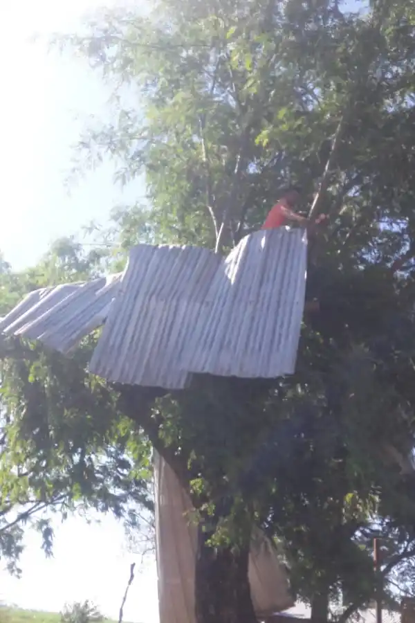 SOBRE UN ÁRBOL. Las chapas quedaron 