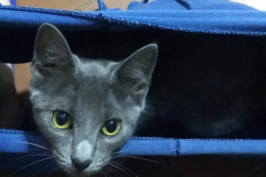 EN BÚSQUEDA DE REFUGIO. Muchos animales sufren el ruido de la pirotecnia y huyen de sus hogares.