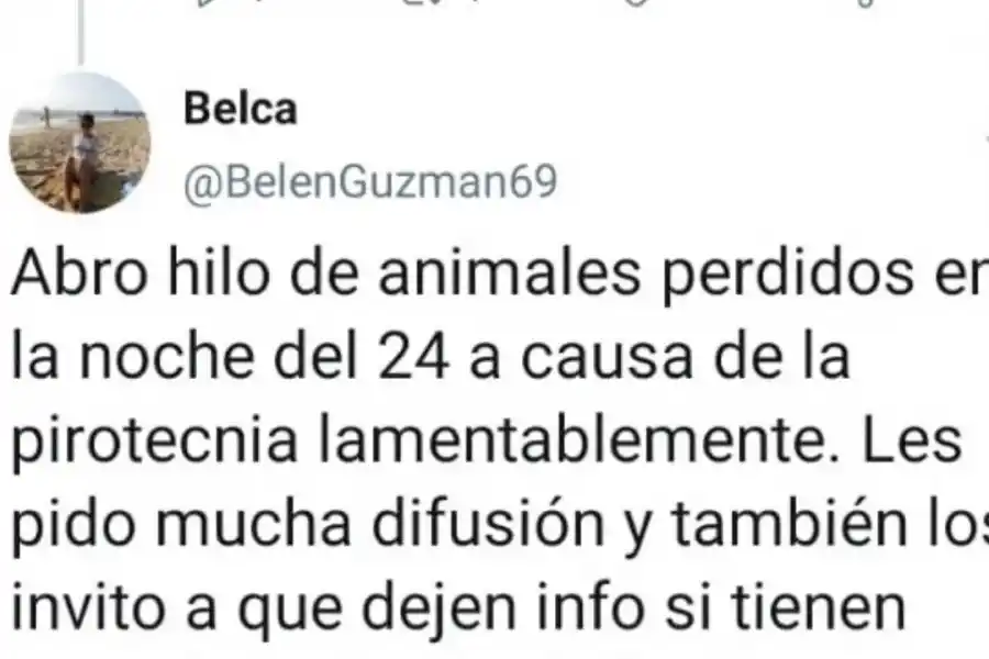 Una tucumana relevó unas 200 mascotas extraviadas por culpa de la pirotecnia