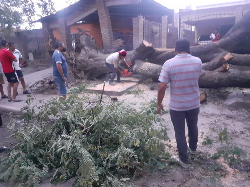CON MOTOSIERRA. El personal de la comuna trabaja para retirar los árboles caídos. Foto: Prensa Colombres