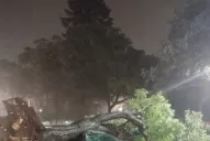 Personal de la Municipalidad trabaja en distintos sectores de la capital por árboles caídos