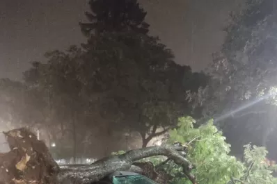 Personal de la Municipalidad trabaja en distintos sectores de la capital por árboles caídos