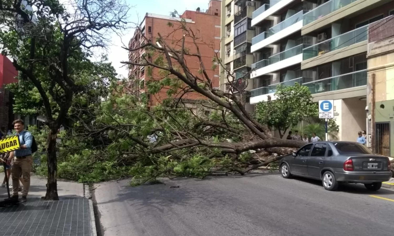 Un árbol cayó en Barrio Norte e impidió el tránsito en Junín al 600