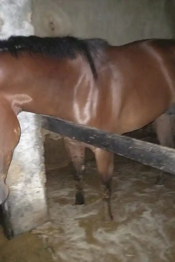 CABALLERIZA INUNDADA. El agua ingresó a muchos boxes en distintos studs.