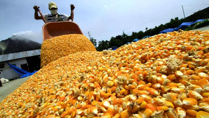 GRANOS. El maíz es uno de los productos argentinos que se exportan a Europa y China. 