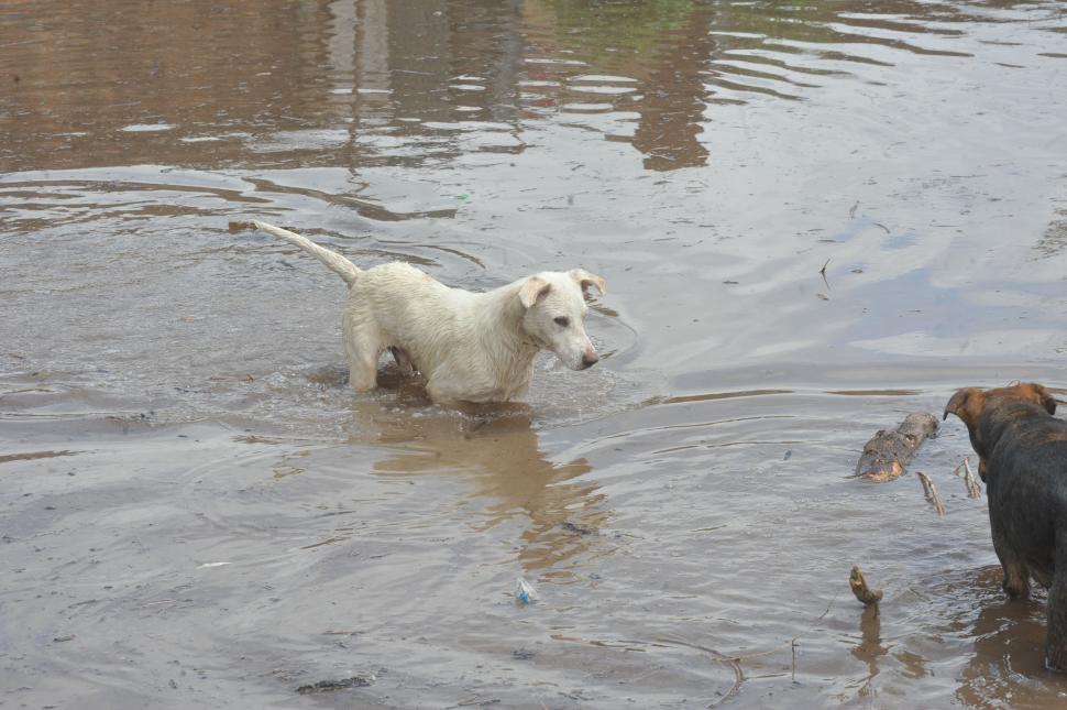 TAMBIÉN LAS MASCOTAS. La inundación afectó a todos, incluidos los animales domésticos.