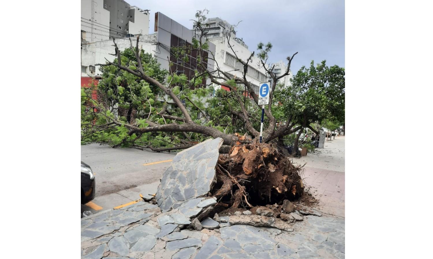 Un árbol cayó en Barrio Norte e impidió el tránsito en Junín al 600